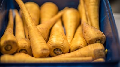 parsnips