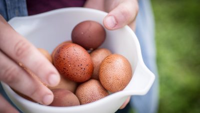 fresh eggs