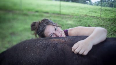 hug cow