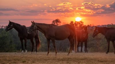 horses in the drift